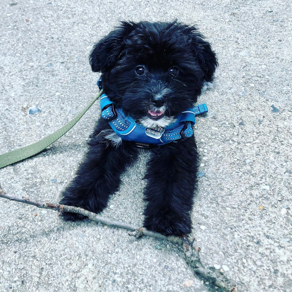 Happy Mini Aussiedoodle Pup in Brooklyn NY