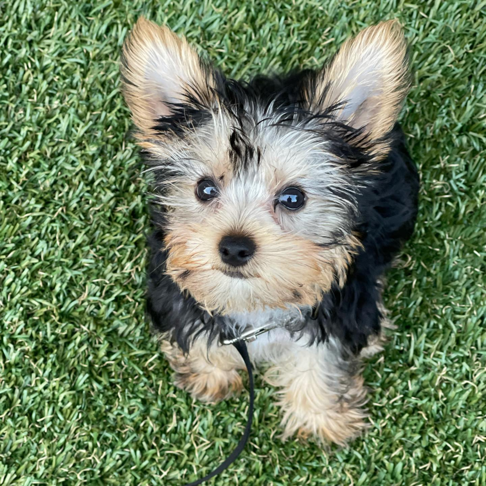 Funny Yorkshire Terrier Purebred Pup