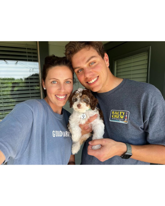 Dallas Mini Aussiedoodle Pup