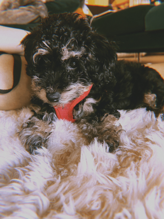 Poochon