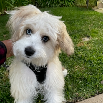 DAZ, a Aussiechon puppy from Sherman Oaks CA