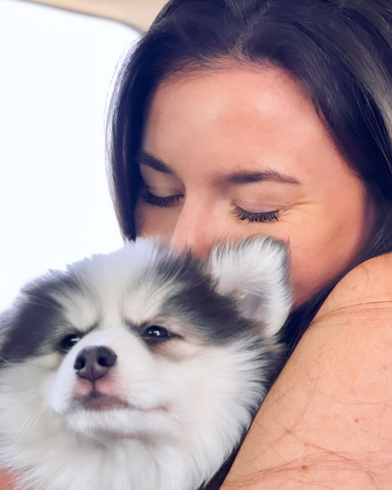 Hypoallergenic Mini Husky Designer Pup