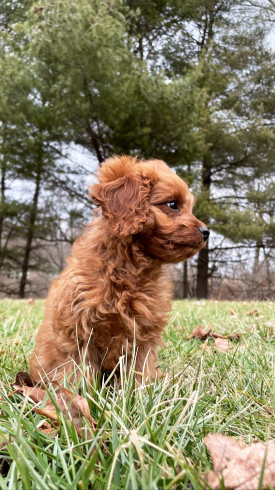 Coolville Cavapoo Pup