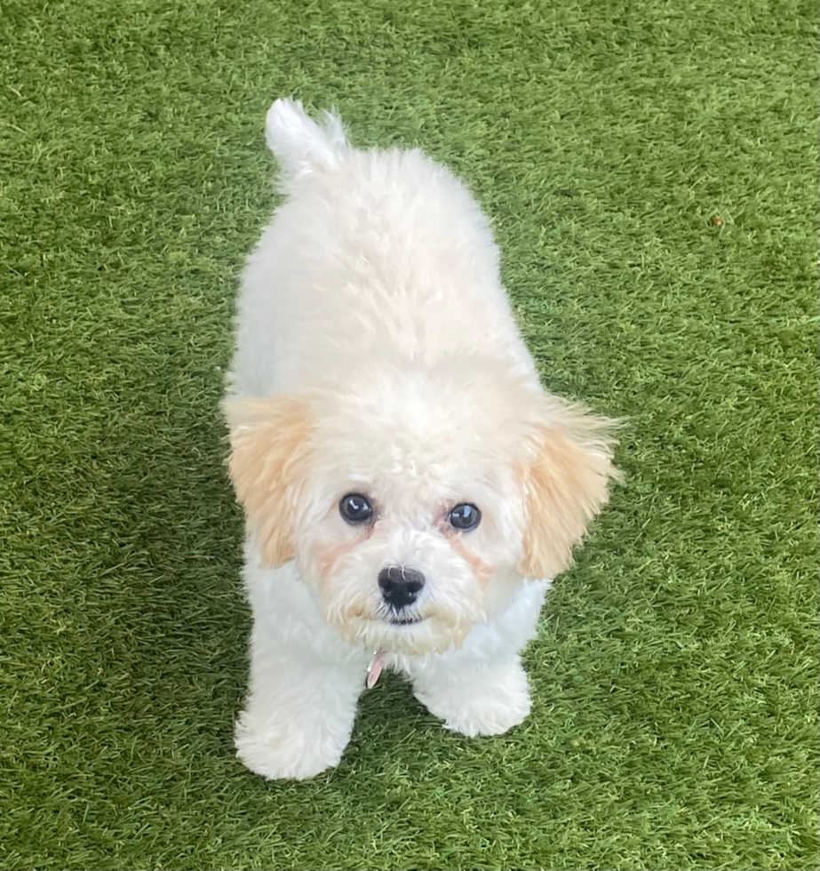 Energetic Bichpoo Poodle Mix Pup
