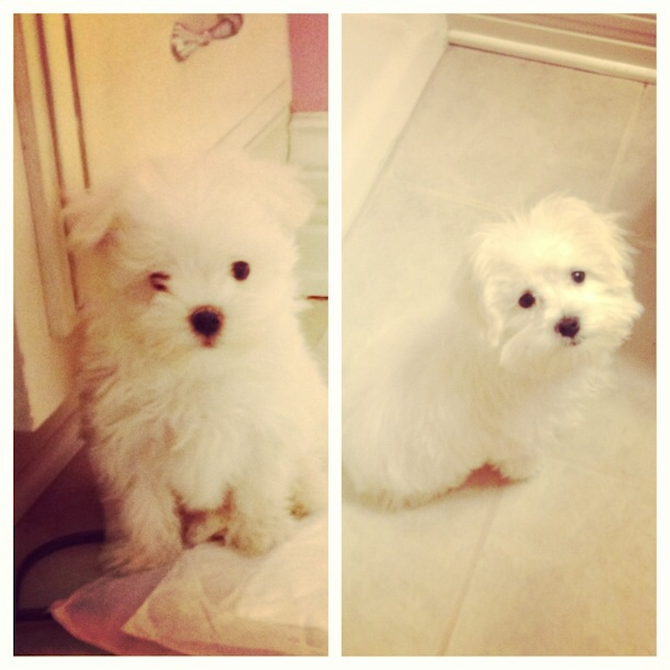 Sophie - Maltese Puppy For Sale Premier Pups Sophie - Maltese Puppy For Sale Premier Pups
