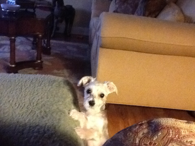 JAX.....Formally JASON - Morkie Puppy For Sale Premier Pups JAX.....Formally JASON - Morkie Puppy For Sale Premier Pups