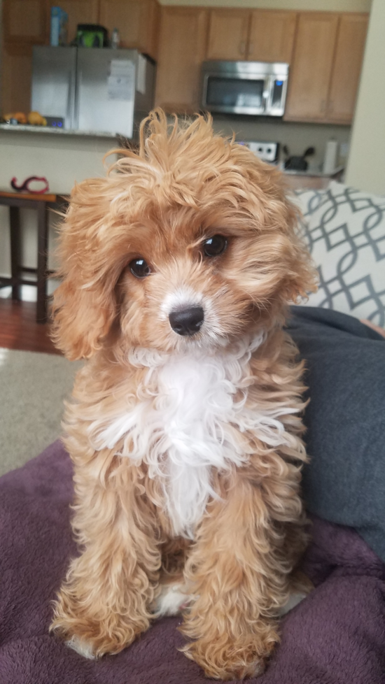 Fluffy Cavapoo Poodle Mix Pup