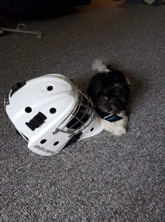 Cute Havanese Purebred Pup