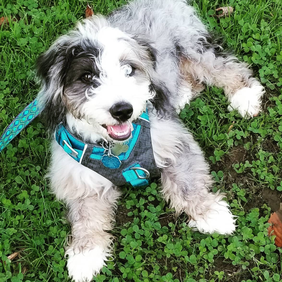 Small Mini Bernedoodle Pup in Croton on Hudson NY