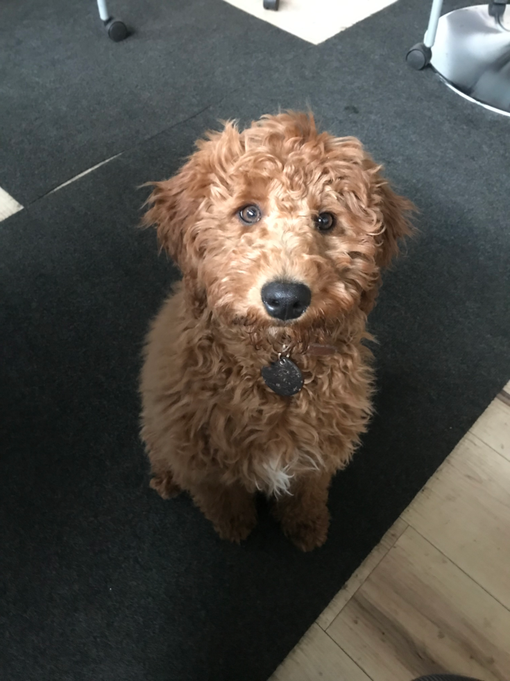 Friendly Mini Goldendoodle Pup in Chicago IL