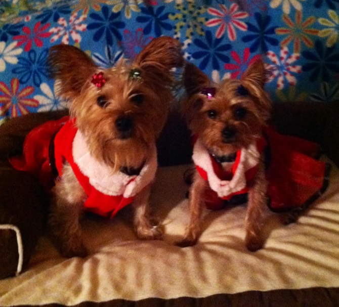 Abbi Lee and Izzy - Yorkshire Terrier Puppy For Sale Premier Pups Abbi Lee and Izzy - Yorkshire Terrier Puppy For Sale Premier Pups