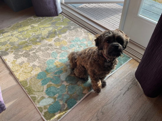 Cute Shih Poo Pup