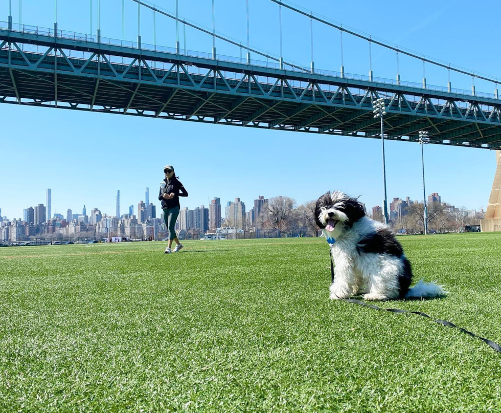 Happy Havanese Pup in New York NY