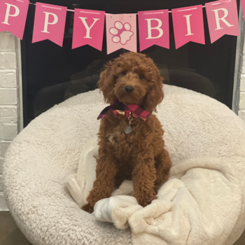 Pixy, a Mini Goldendoodle puppy from Argyle TX