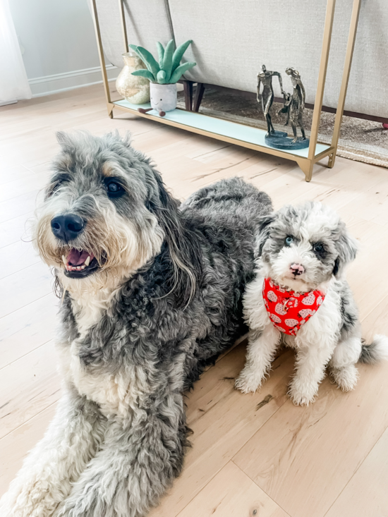 Mini Sheepadoodle