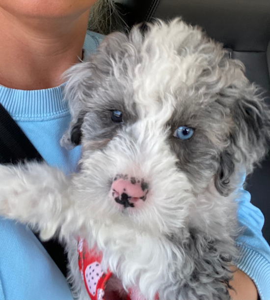 Mini Sheepadoodle