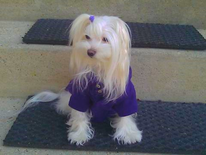 Madison - Maltese Puppy For Sale Premier Pups Madison - Maltese Puppy For Sale Premier Pups