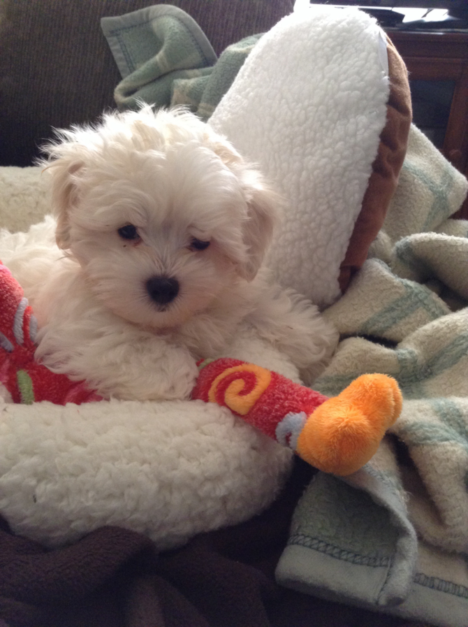 Jasper (Colton) - Maltipoo Puppy For Sale Premier Pups Jasper (Colton) - Maltipoo Puppy For Sale Premier Pups