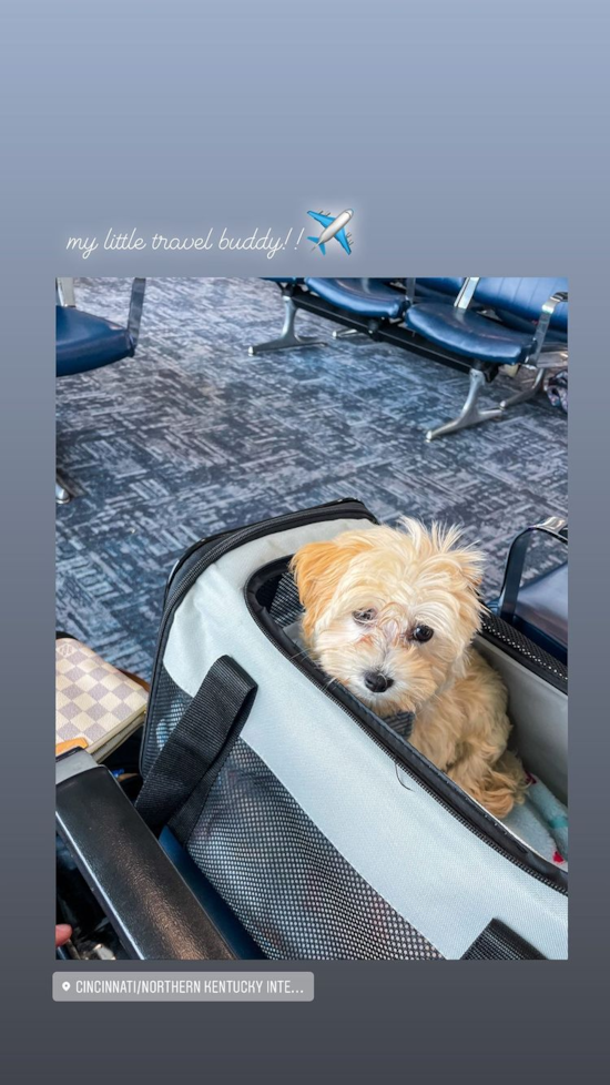 Friendly Maltipoo Pup in Cincinnati OH