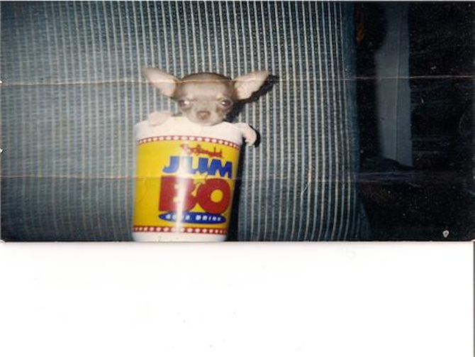 Mack - Chihuahua Puppy For Sale Premier Pups Mack - Chihuahua Puppy For Sale Premier Pups