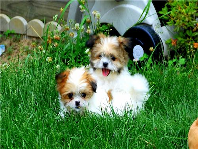 Sasha and Toby (Previously Lindsey and Leroy) - Teddy Bear Puppy For Sale Premier Pups Sasha and Toby (Previously Lindsey and Leroy) - Teddy Bear Puppy For Sale Premier Pups