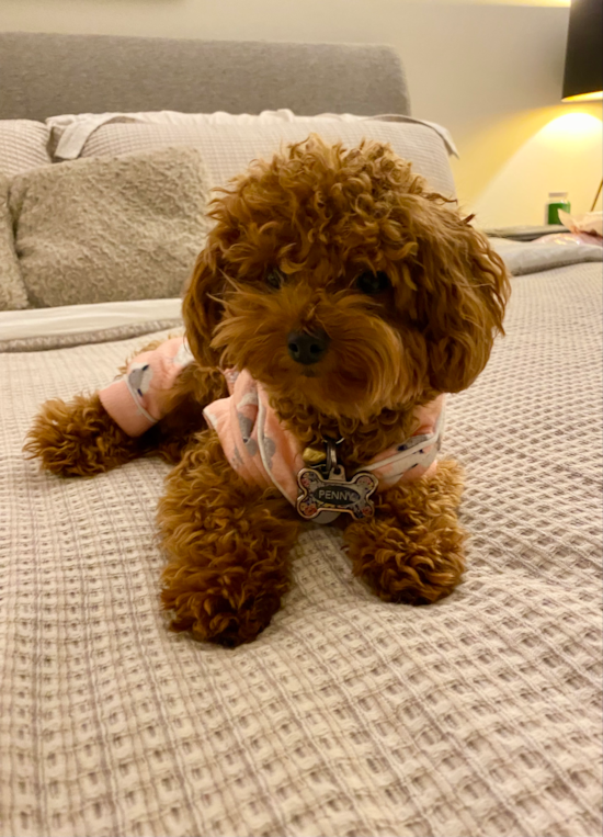 Poodle