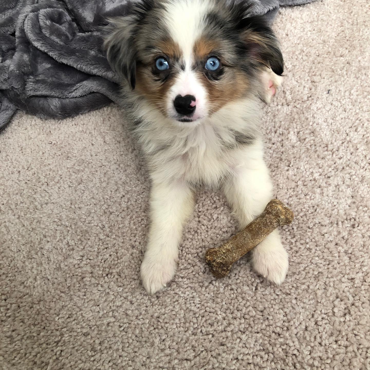 Mini australian hot sale blue merle