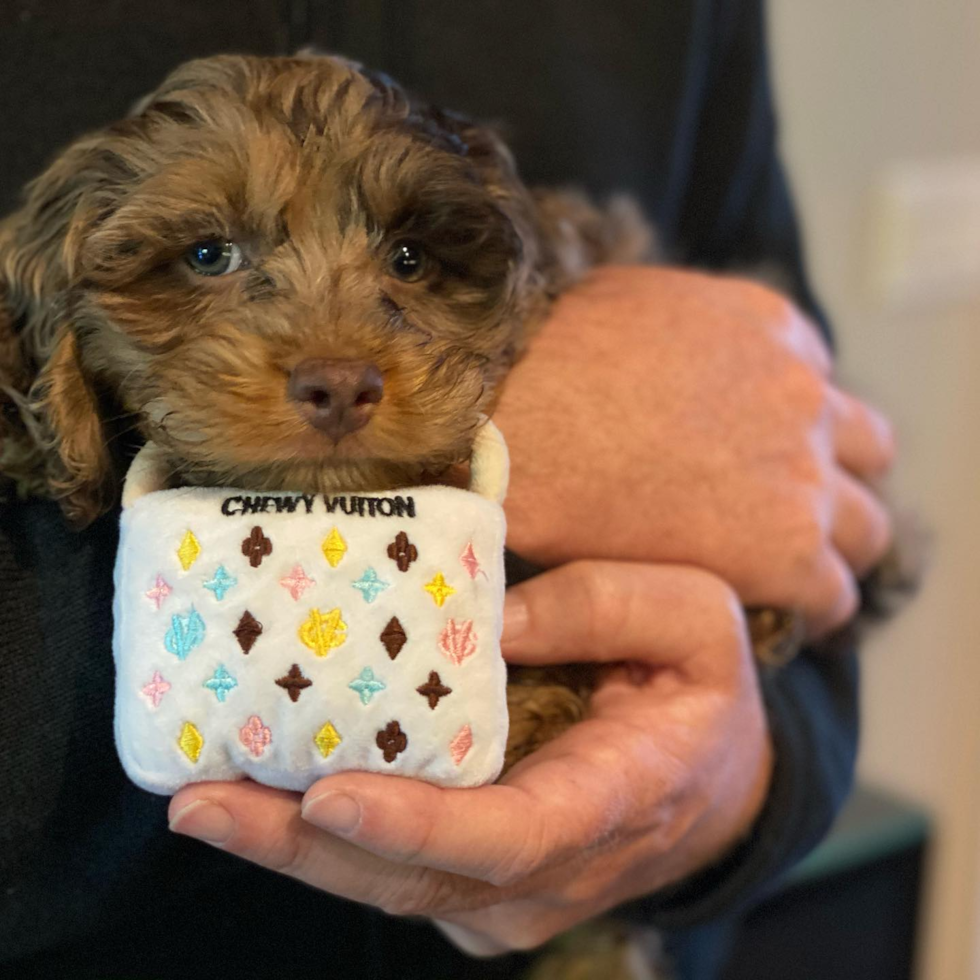 Smart Cockapoo Poodle Mix Pup