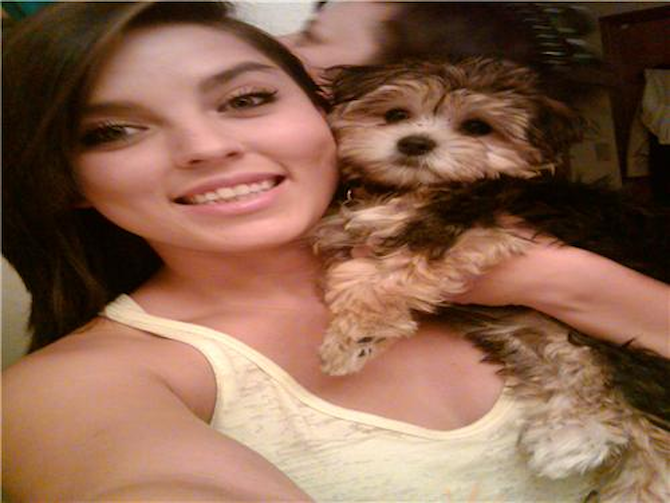 Emma - Morkie Puppy For Sale Premier Pups Emma - Morkie Puppy For Sale Premier Pups