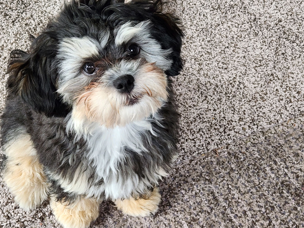 Small Shih Poo Pup in