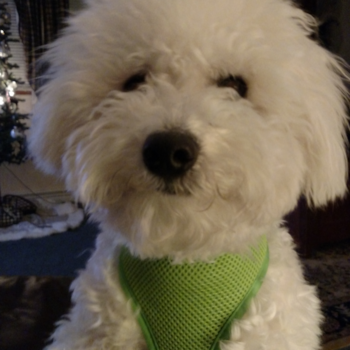 ROY, a Bichon Frise puppy from Findlay OH