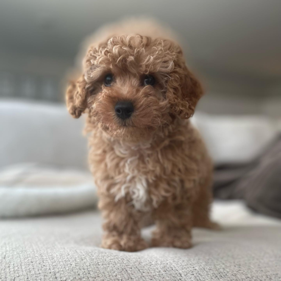 Funny Cavapoo Poodle Mix Pup