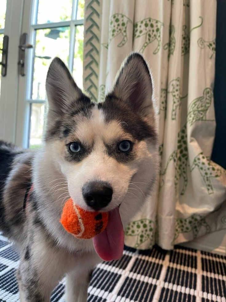 Friendly Pomsky Pup in Beverly Hills CA