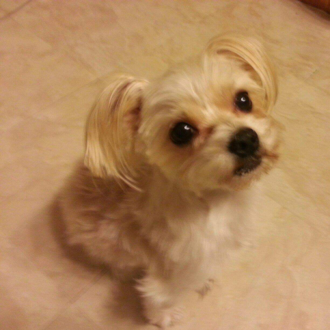 Tiffany - Morkie