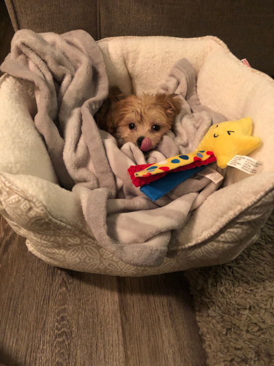 Playful Yorkie Designer Pup