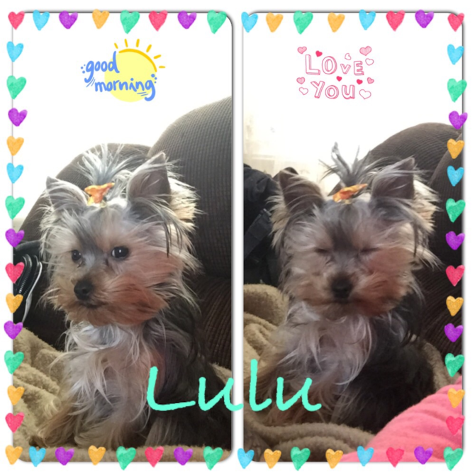 Lulu - Yorkshire Terrier Puppy For Sale Premier Pups Lulu - Yorkshire Terrier Puppy For Sale Premier Pups