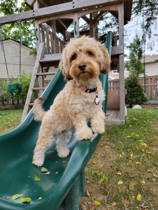 Fluffy Mini Labradoodle Poodle Mix Pup