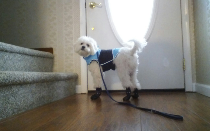 Buster aka David - Maltipoo Puppy For Sale Premier Pups Buster aka David - Maltipoo Puppy For Sale Premier Pups