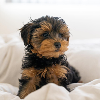 Diego, a Yorkie Poo puppy from NORTH HOLLYWOOD CA