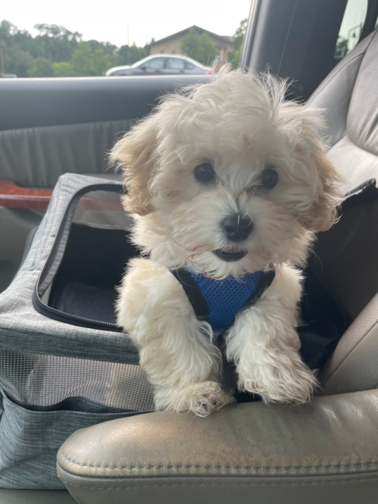 Energetic Maltese Poodle Poodle Mix Pup