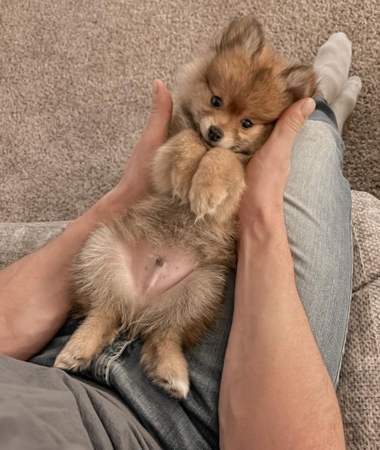 Sweet Pomeranian Pup in Columbus OH