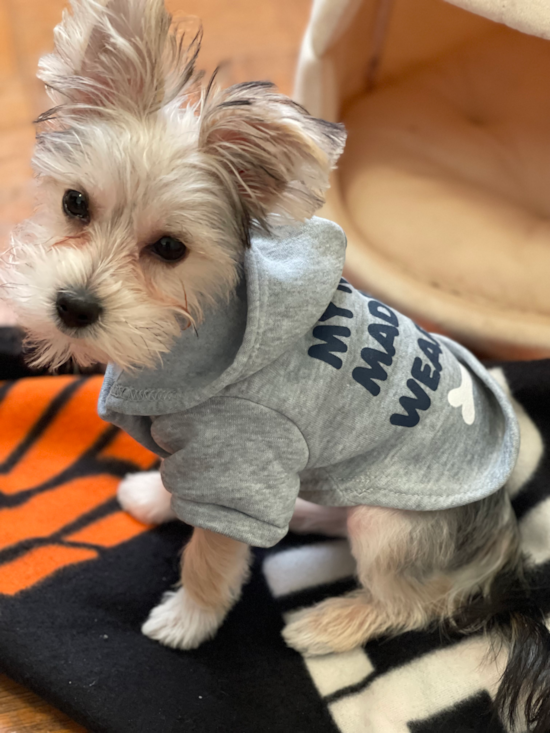 Happy Morkie Pup