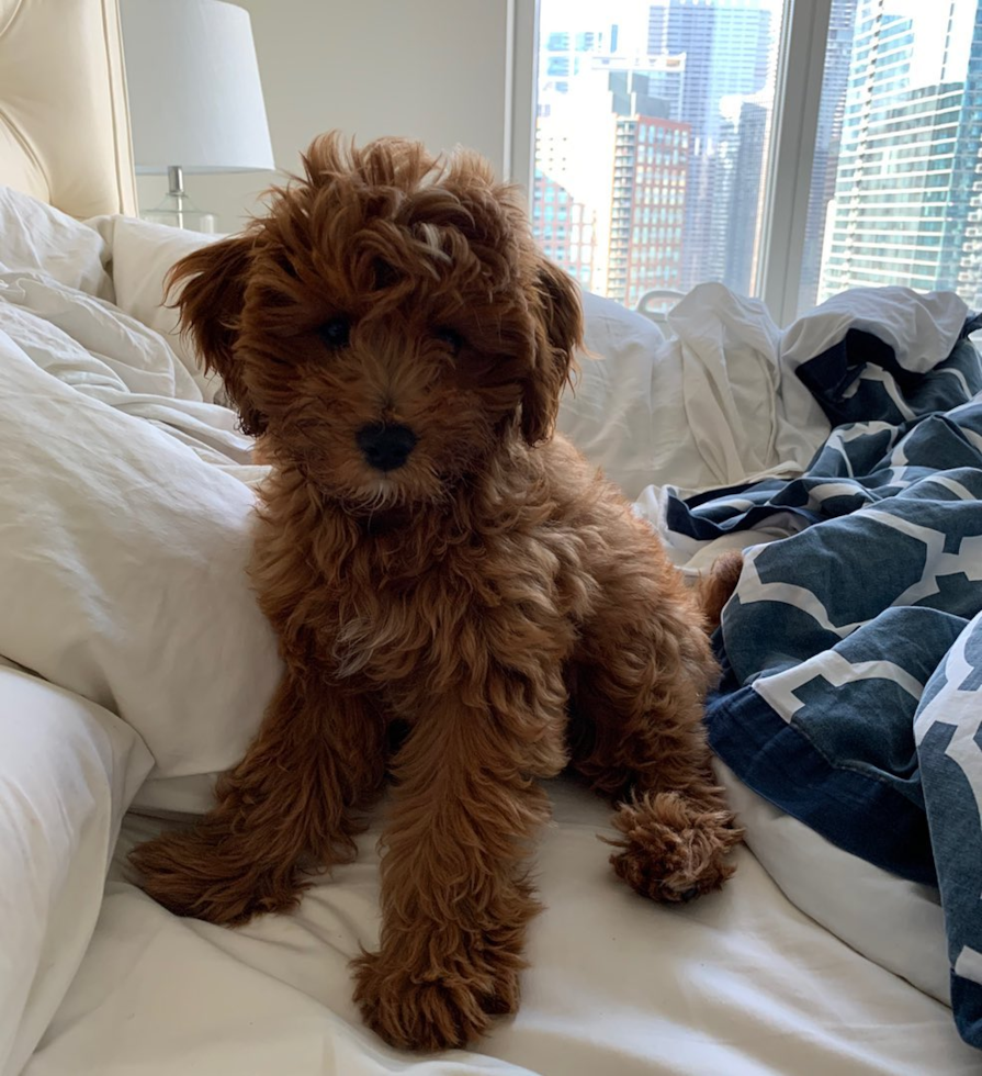 Friendly Cavapoo Pup in Chicago IL