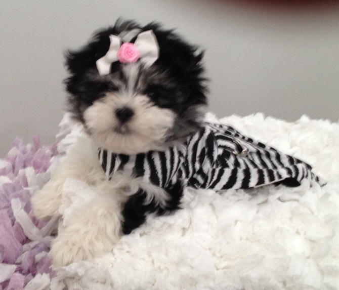 Panda (Rihanna) - Morkie Puppy For Sale Premier Pups Panda (Rihanna) - Morkie Puppy For Sale Premier Pups