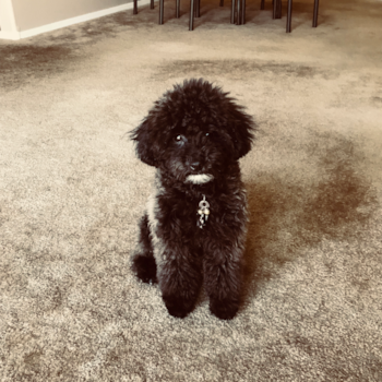 Roman, a Poodle puppy from Chicago Roman, a Poodle puppy from Chicago