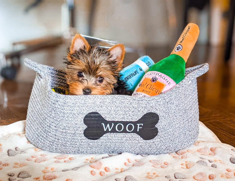 Happy Yorkshire Terrier Pup in New York NY