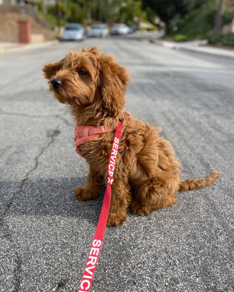 Glendale Mini Goldendoodle Pup