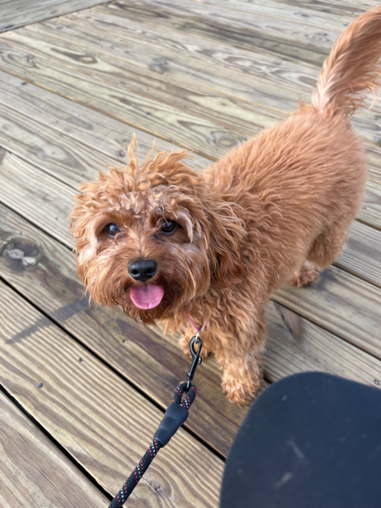 Friendly Cavapoo Pup