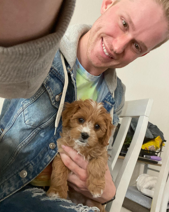 Happy Cavapoo Pup in Santa Clara CA