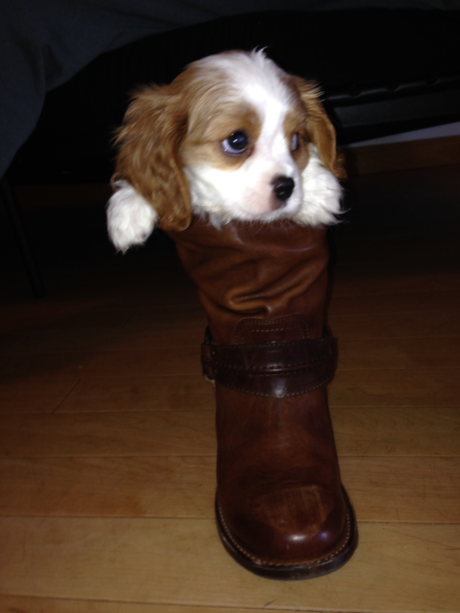 Duke - Cavalier King Charles Spaniel Puppy For Sale Premier Pups Duke - Cavalier King Charles Spaniel Puppy For Sale Premier Pups